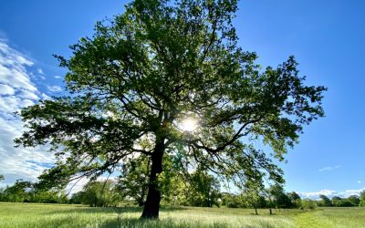 Emotionale Heilung & Traumabewältigung