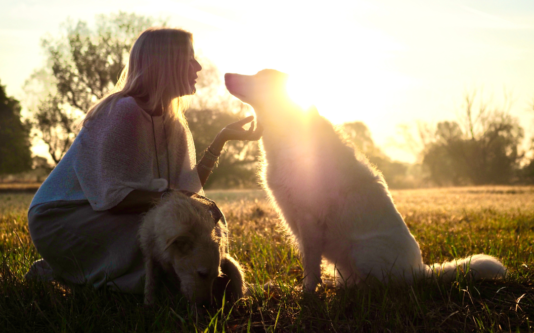 Gesundheit der Tiere - Wie dein Hund gesund alt wird