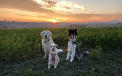 Willst du ein weiteres Tier aufnehmen?