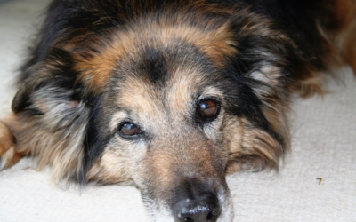 Wenn der Abschied naht: Eine Geschichte von Liebe, Verlust und Heilung