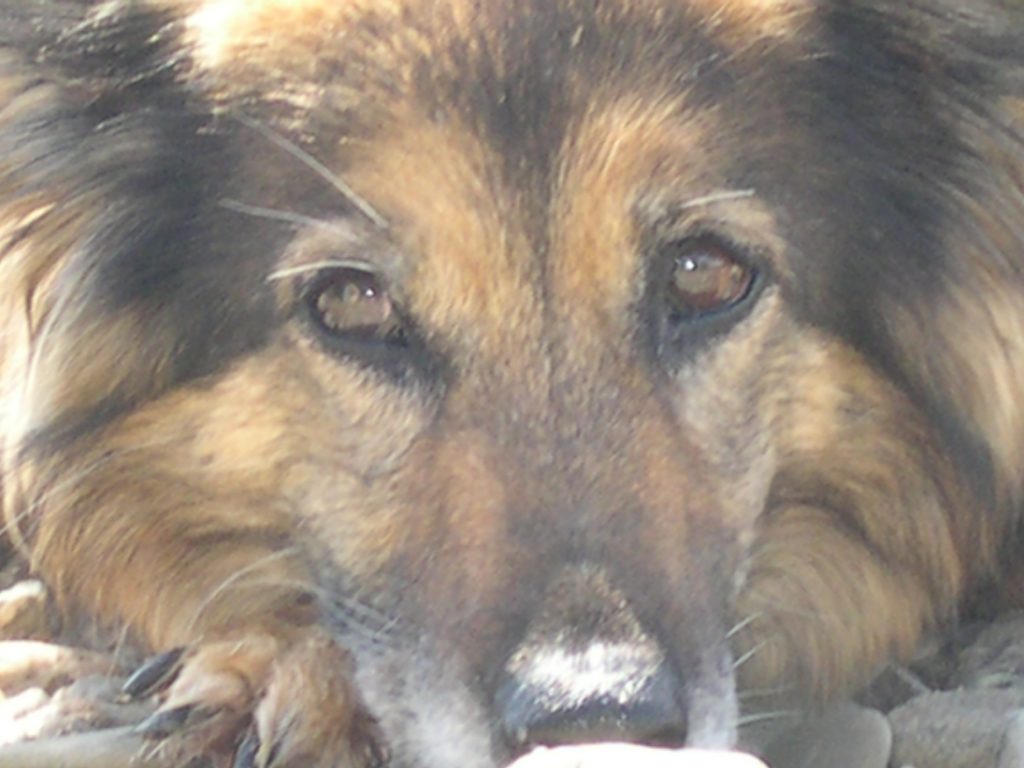 Die letzte Reise sollte sanft und liebevoll möglich sein... 💞 My Heartland