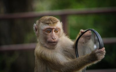 Die missverständlichen Spiegelungen unserer Tiere 🤯