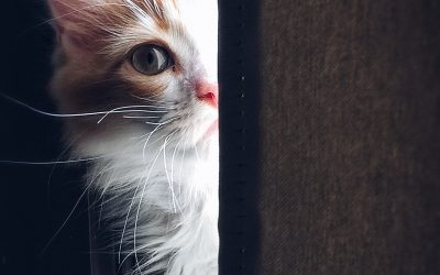 Die Katze legte die Waffen nieder und sagte: ‚Ich mag uns.’🐈💕🕊️