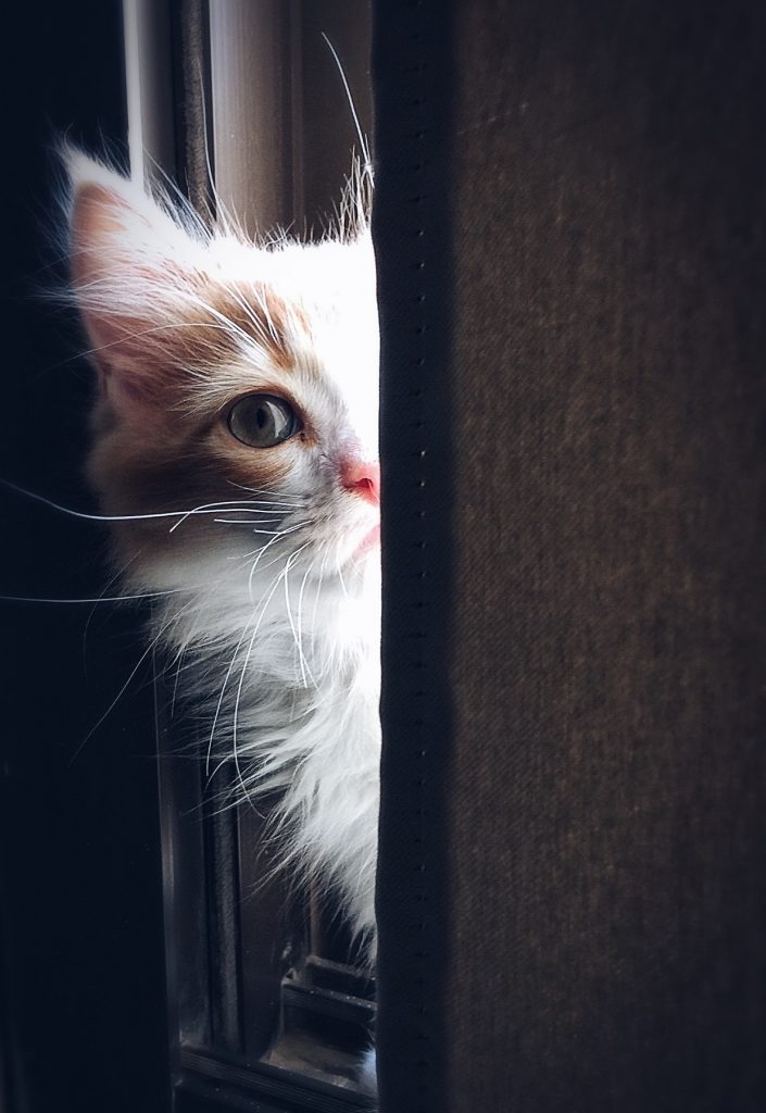 Die Katze legte die Waffen nieder und sagte: 'Ich mag uns.'🐈💕🕊️ My Heartland