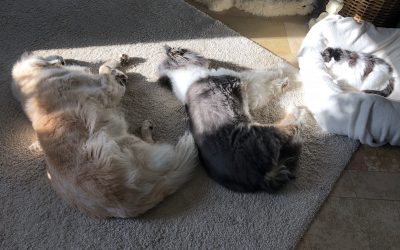 Wie kann die Vergesellschaftung mehrerer Tiere gelingen? 🐈🐕🐈