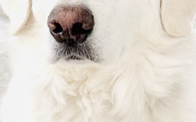 Missbrauch von Tieren 🤔