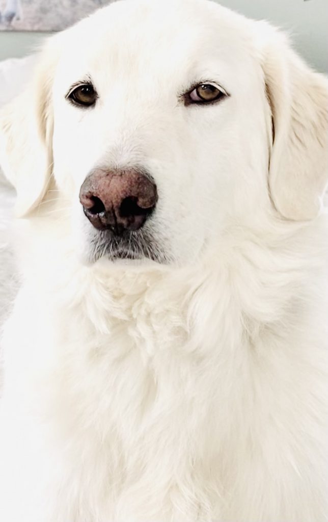 Missbrauch von Tieren 🤔 My Heartland