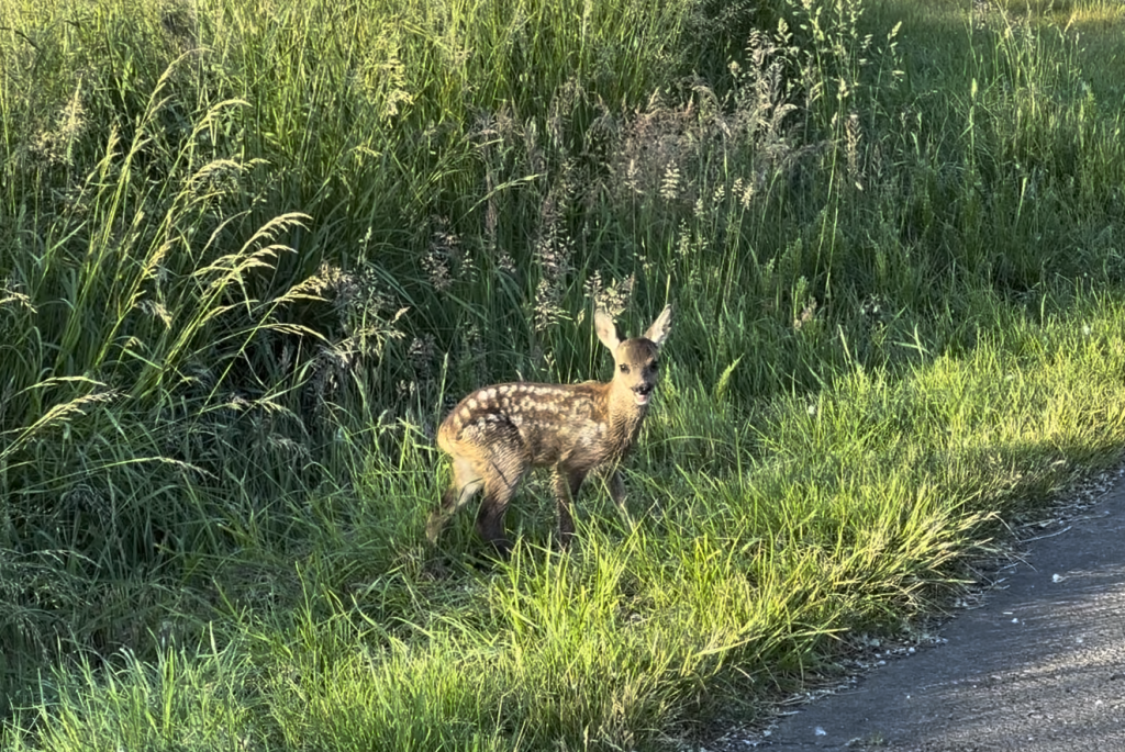 Dürfen Menschen töten? Ein tiefer Austausch mit der KI 🤔 Dürfen Menschen töten? Ein tiefer Austausch mit der KI 🤔 My Heartland