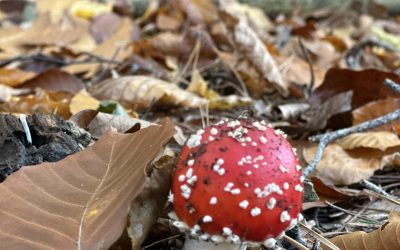 Wie Psychedelika Kontinentalplatten verschieben können 💞