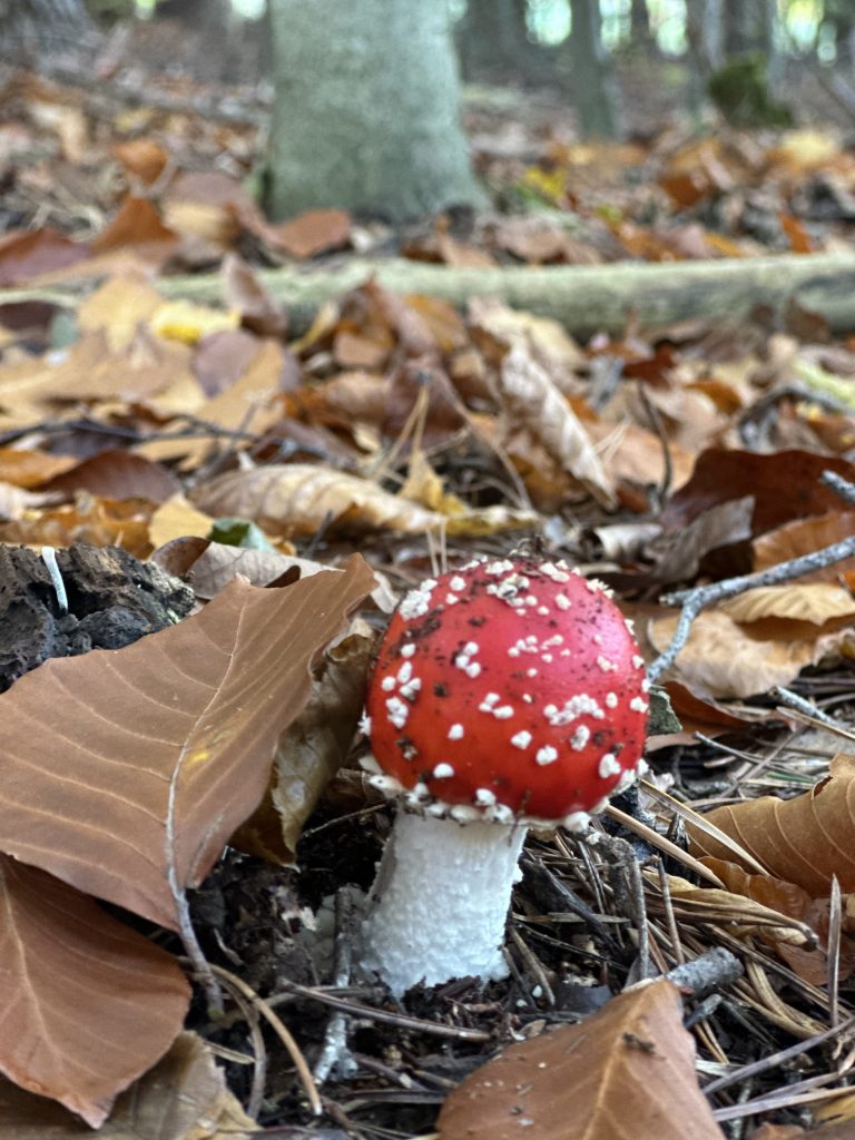 Wie Psychedelika Kontinentalplatten verschieben können 💞 My Heartland