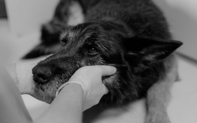 Lassen wir unsere Tiere nicht gehen? ❤️ 🐈 ❤️