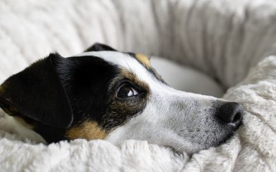 Hilfe! Mein Tier könnte leiden! 💔