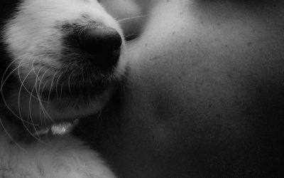 Darf noch gestorben werden? Wenn wir unsere Tiere lieben und trotzdem loslassen müssen 💞